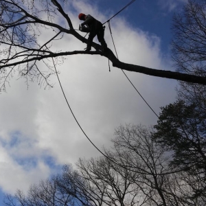 Photo of Cornerstone Tree Service