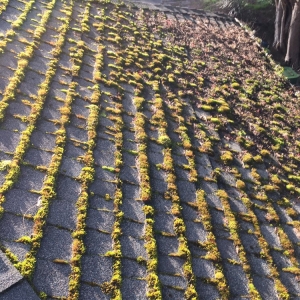 Photo of Roof Service Repair