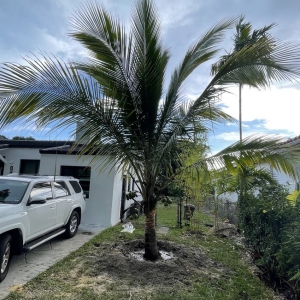 Photo of Conde Landscaping