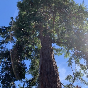 Photo of Howard Linacre - Arborist