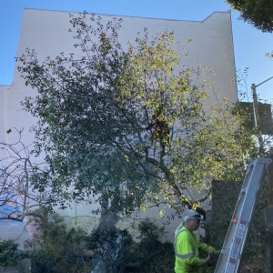 Photo of Howard Linacre - Arborist