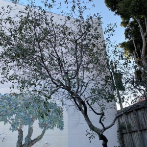 Pacifica Howard Linacre - Arborist