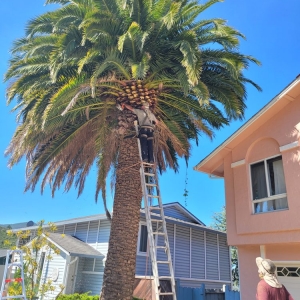 Photo of Howard Linacre - Arborist