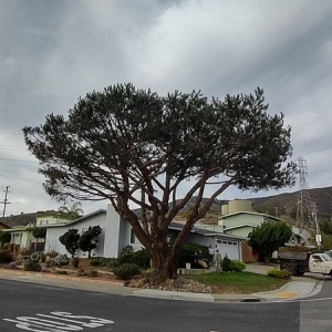 Photo of Howard Linacre - Arborist
