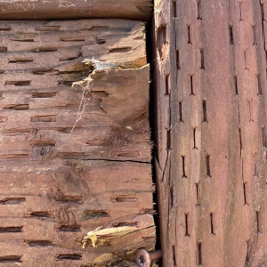 Photo of Cornerstone Landscaping & Maintenance