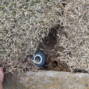 Photo of Fort Worth Lawn and Tree