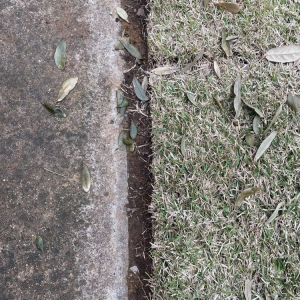 Photo of Fort Worth Lawn and Tree