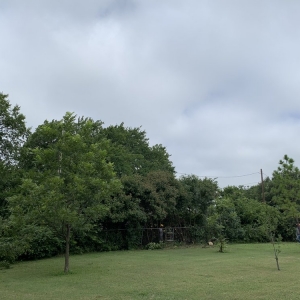 Photo of Fort Worth Lawn and Tree