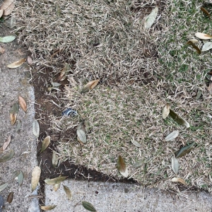 Photo of Fort Worth Lawn and Tree