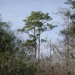 Photo of Annunciation Environmental