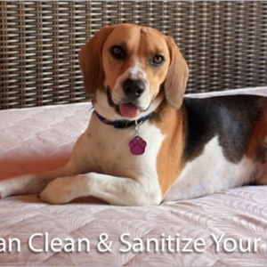 Photo of Carpet Cleaning Star