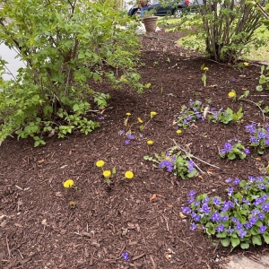 Photo of Best Budget Tree Service Firewood & Mulch