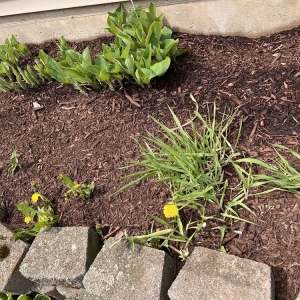 Photo of Best Budget Tree Service Firewood & Mulch