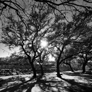 Photo of Dry Comal Creek Vineyards