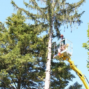 Photo of Artistic Tree & Landscape Creations