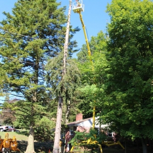 Photo of Artistic Tree & Landscape Creations