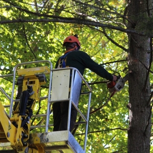 Photo of Artistic Tree & Landscape Creations