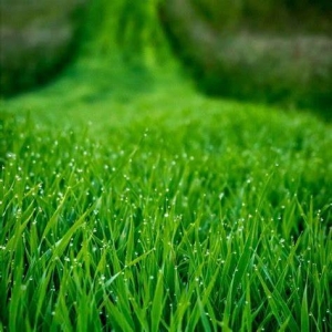 Photo of Central MS Landscaping