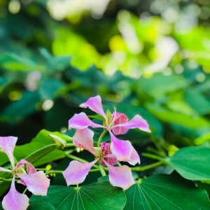 Photo of Miami Beach Botanical Garden