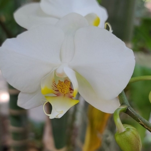 Photo of Miami Beach Botanical Garden