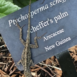 Photo of Miami Beach Botanical Garden