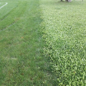 Photo of Natural Way Lawn & Tree Service