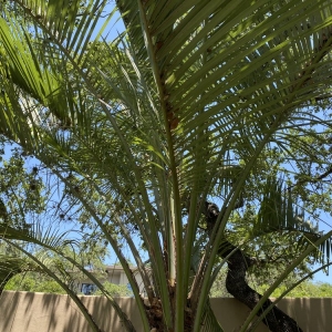Austin Elements Lawn & Landscape