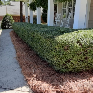 Photo of Juan Mata Lawn Care Services