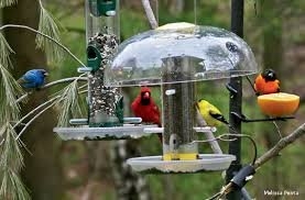 Photo of Home Improvements by Birds on Deck