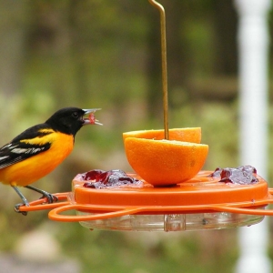 Photo of Home Improvements by Birds on Deck