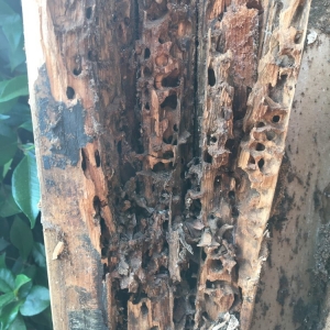 Photo of Sound Siding