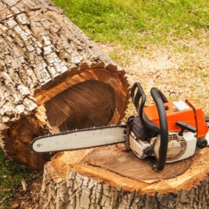 Photo of CM Precision Tree and Landscape Maintenance