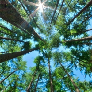 Photo of CM Precision Tree and Landscape Maintenance