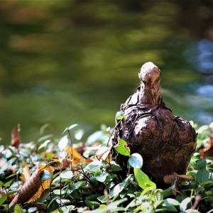 Photo of Fort Worth Botanic Garden