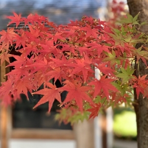 Photo of Fort Worth Botanic Garden