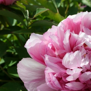 Photo of Zook & Oleson Gardening