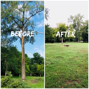 Photo of Weaver's Tree Service And Stump Removal