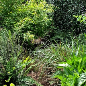 Seattle Thriving Garden Design