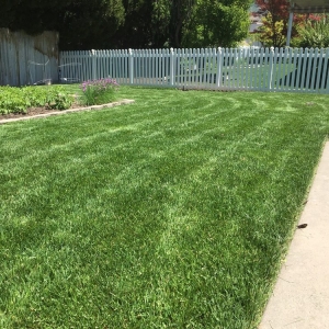 Photo of Evergreen Sod