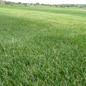 Photo of Evergreen Sod