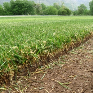 Photo of Evergreen Sod