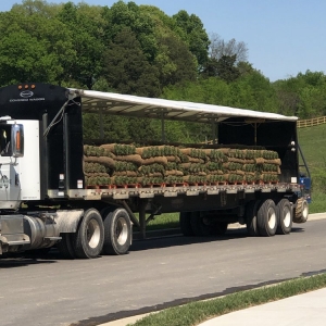 Photo of Detailed Lawncare Service