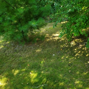 Photo of Hudson's Lawn Care And Landscaping