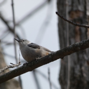 Photo of Schlitz Audubon Nature Center