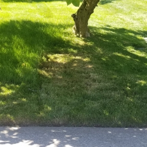 Photo of New Dimension Lawn & Landscape