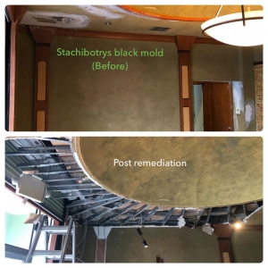 Photo of Rapid Response Restoration