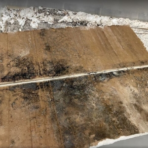 Photo of Mold Environmental Solution