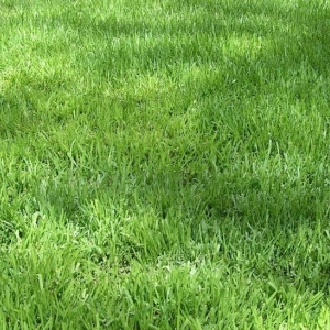 Photo of Greener Grass
