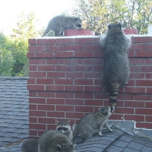 Photo of A-1 Safety Chimney Service
