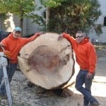 Photo of A To Z Tree Care